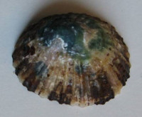 Patella ornata  (Dillwyn, 1817)  
